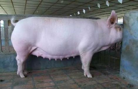 母豬不吃食